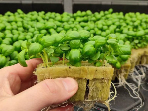 Експерименти з базиліком