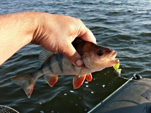  Чи справді риба виживає після повернення у воду - фото з відкритих джерел
