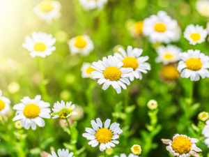 Зображення від dashu83 на Freepik