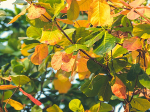 Що робити з опалим листям: поради для господарів - фото з відкритих джерел