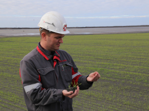 На Інгулецькому ГЗК екологи зафіксували позитивні результати застосування жита для боротьби із пилом