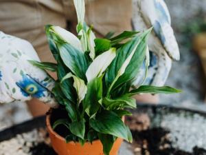 Щоб не зацвів ґрунт у горщиках: як захистити кімнатні рослини від грибкових інфекцій