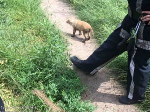 Фото ДСНС Дніпропетровської області