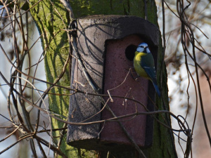 24 березня: Всесвітній день боротьби з туберкульозом, що не можна робити сьогодні