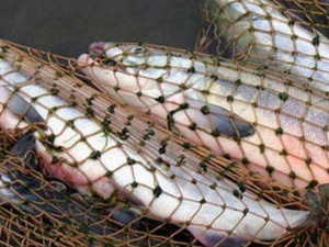 Фото із мережі Інтернет