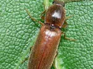 Як зупинити дротяника і врятувати картоплю - фото з відкритих джерел