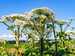 Фото з відкритих джерел