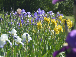 Фото Криворізького ботанічного саду НАН України