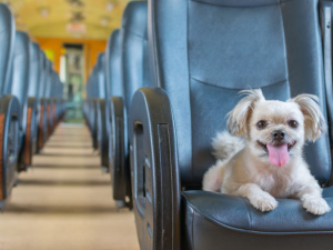 Правила перевезення тварин, фото з відкритих джерел 