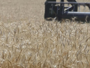 Врожай перемоги: на Криворіжжі почали збирати ранні зернові культури