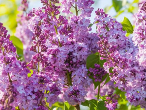 Фото із мережі інтернет