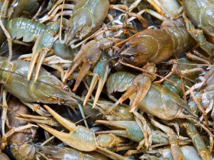 Фото із мережі Інтернет