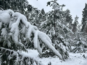 Подарунки від природи: якою буде погода останнього тижня 2023 року?