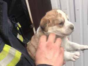 Фото пресс-службы ГСЧС Кривого Рога