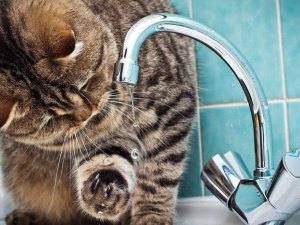 У Центрально-Міському районі немає води: в чому причина та коли з’явиться