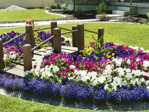 Які квіти обрати для саду, щоб вони не боялись спеки на Криворіжжі