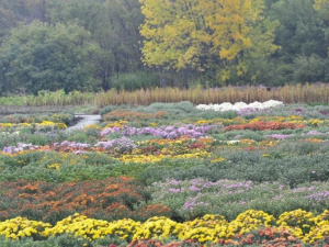 Фото із офіційної сторінки Криворізького ботанічного саду у соціальній мережі Facebook