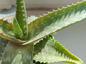 Фото редакції krivbass.city 