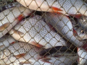 Фото із мережі Інтернет