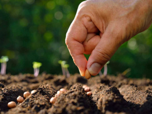 Урожай під знаком Місяця - фото з відкритих джерел