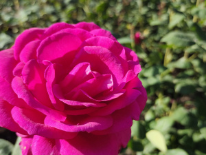 Фото редакції krivbass.city