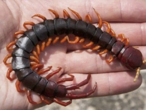 Сколопендри активізувалися, фото з відкритих джерел 