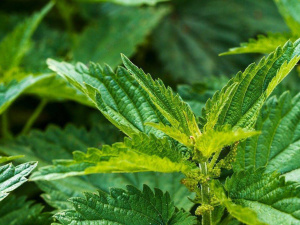 Зелений лікар - фото з відкритих джерел