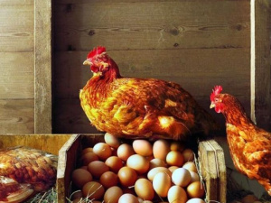 Фото із мережі Інтернет