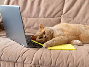 Фото з відкритих джерел