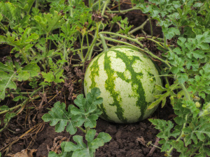 Зображення від azerbaijan_stockers на Freepik