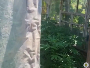 У Кривому Розі виявили місцевого, який вирощував та зберігав коноплі