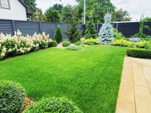 Як звичайна кориця може врятувати ваш газон - фото з відкритих джерел