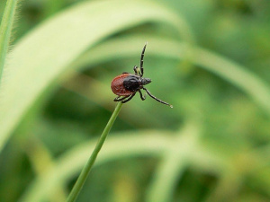 Цьогоріч на Дніпропетровщині зареєстрували понад 100 випадків хвороби Лайма