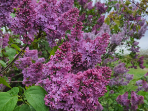 Фото редакції krivbass.city