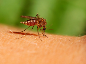 Чому комарі кусають саме вас - фото з відкритих джерел