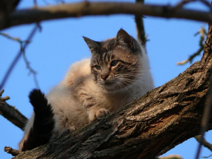 Фото з відкритих джерел