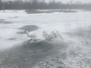 Лебеді на льоду, фото Галини Найдюк