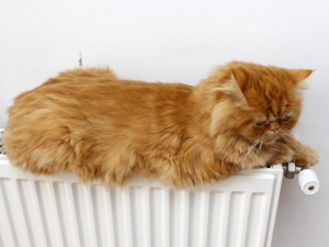 Котик мерзне, фото з відкритих джерел