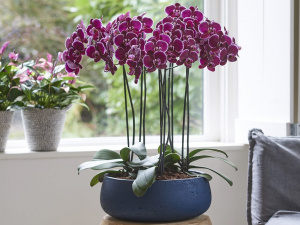 Помилки, яких слід уникати, щоб орхідея не переставала квітнути - фото з відкритих джерел