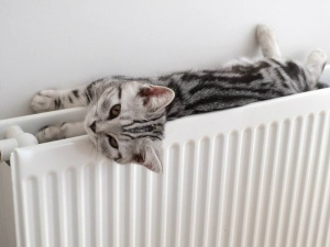 Котик гріється біля батареї, фото з відкритих джерел 