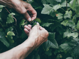Щедрий урожай смородини: що зробити вже навесні - фото з відкритих джерел
