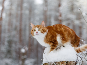 Погода на межі сезонів: чого чекати українцям цього тижня - фото з відкритих джерел