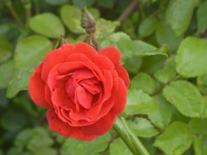 Фото: Криворізький ботанічний сад