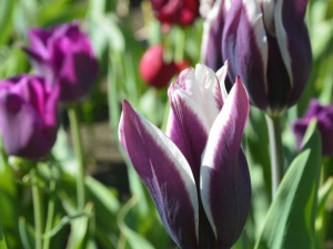 Фото із офіційної сторінки Криворізького ботанічного саду у соціальній мережі Facebook