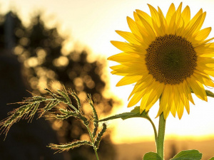 Календар свят липня 2025 - фото з відкритих джерел