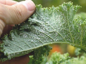 Як позбутися попелиці на огірках: дієві поради