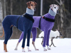 Песики на зимовій прогулянці - фото з відкритих джерел