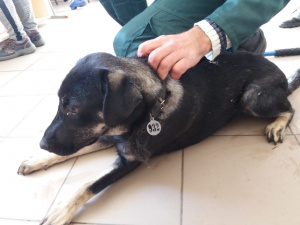 Фото: КП "Центр поводження із тваринами"