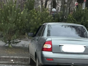 Сезон продажу ялинок розпочато: у Кривому Розі опублікували перелік законних місць торгівлі