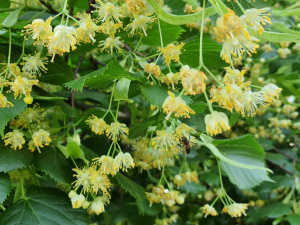 Фото редакції krivbass.city